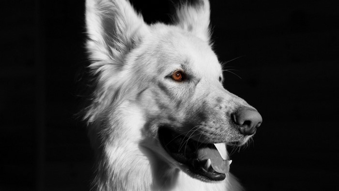 Close-up of a white German Shepherd dog