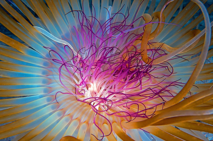 Close-up of a colorful sea anemone with tentacles
