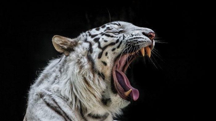 White tiger yawning with mouth wide open