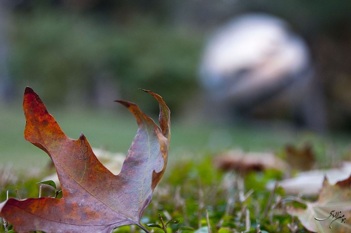 Close-up of a fallen autumn leaf on grass
