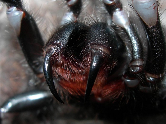 Close up of a spider's fangs and legs