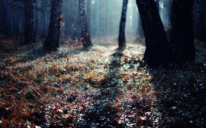 Sunlight filtering through trees in an autumn forest