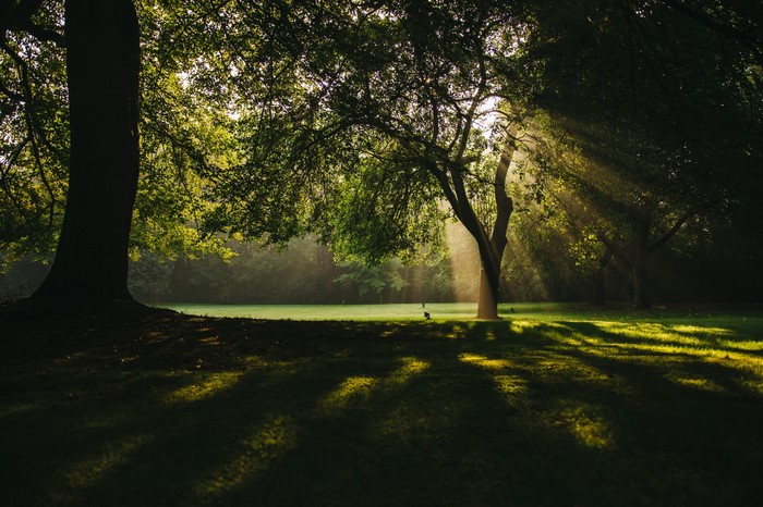 Sunlight filtering through trees in a park