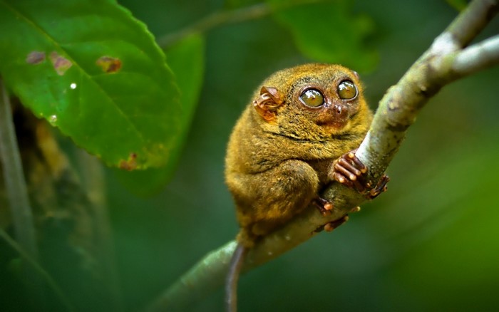 Tarsier monkey with large eyes on a tree branch