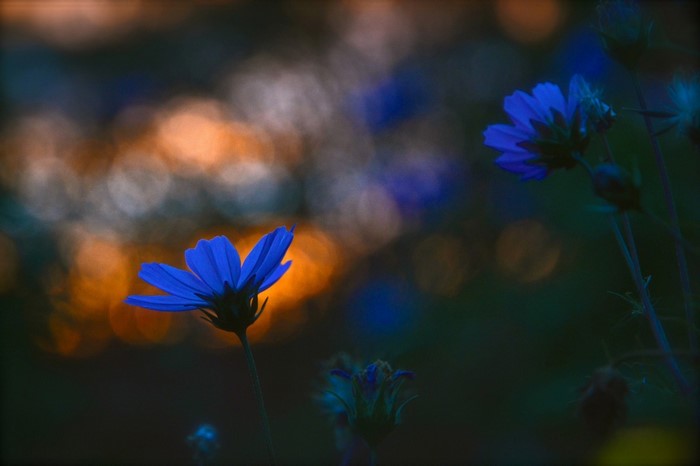 Blue flowers with bokeh background