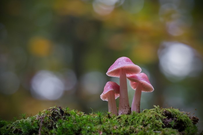 Pink mushrooms on moss in a forest