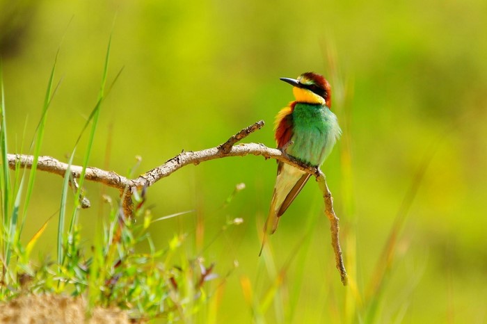 European Bee-eater perched on a branch in a meadow