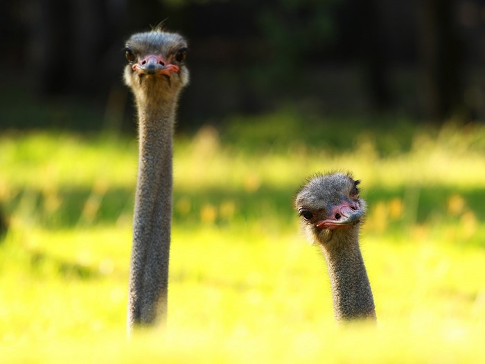 Two ostriches peeking out from tall grass