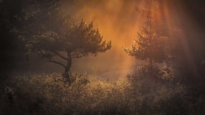 Sunlight filtering through misty forest trees at dawn