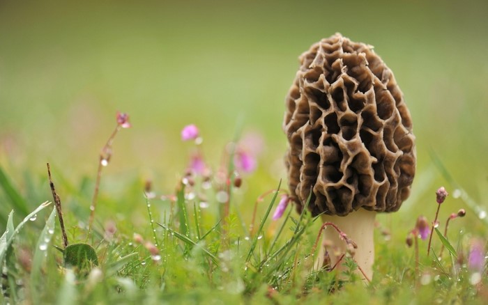 Morel mushroom in wet grass with small flowers