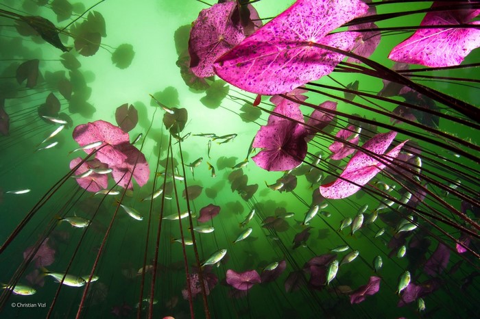 Underwater view of pink water lily pads and fish