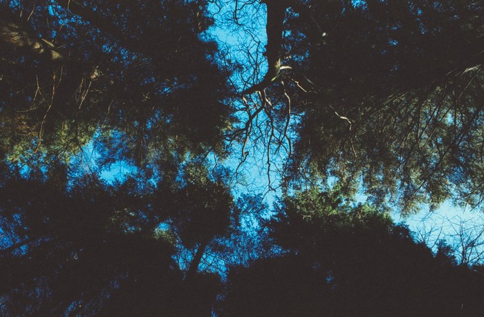 Looking up through dark trees at a bright blue sky