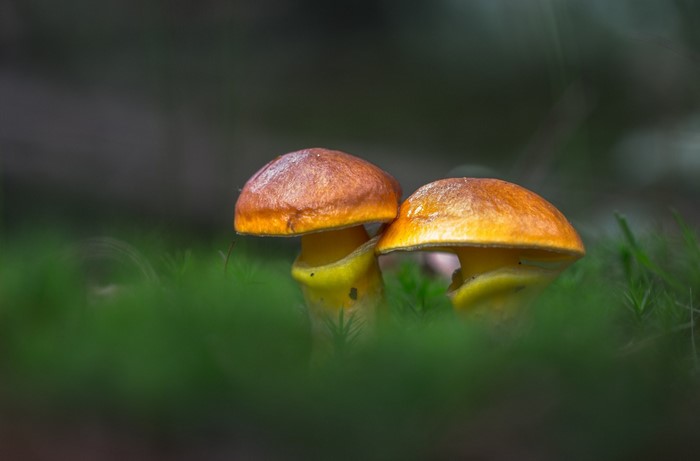 Two mushrooms in green moss