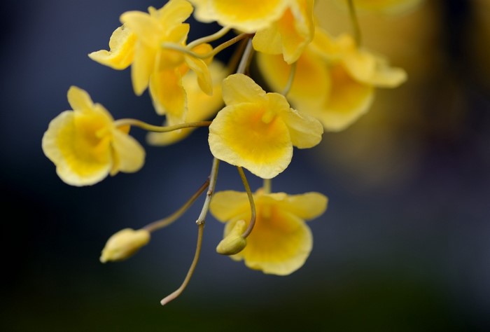 Close-up of yellow Dendrobium orchid flowers