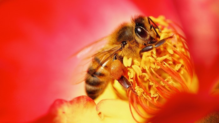 Close-up of a bee collecting pollen from a red and yellow flower