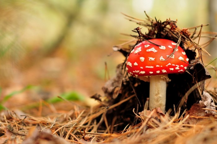 Amanita muscaria mushroom in a forest floor