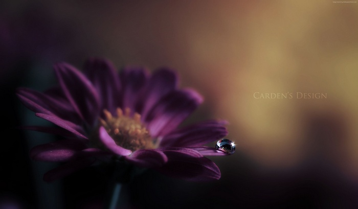 Purple Gerbera flower with dew drop 4K