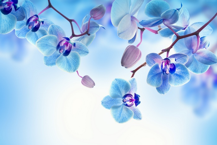 Blue Orchids on a White and Blue Background
