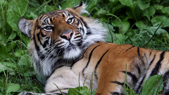 Tiger lying in green grass