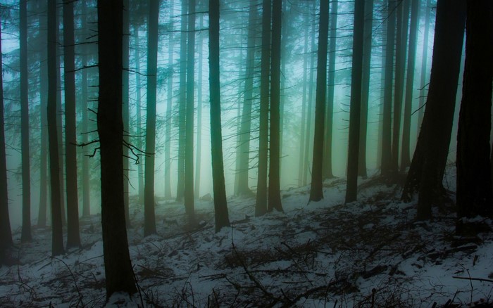 Misty forest with snow and trees