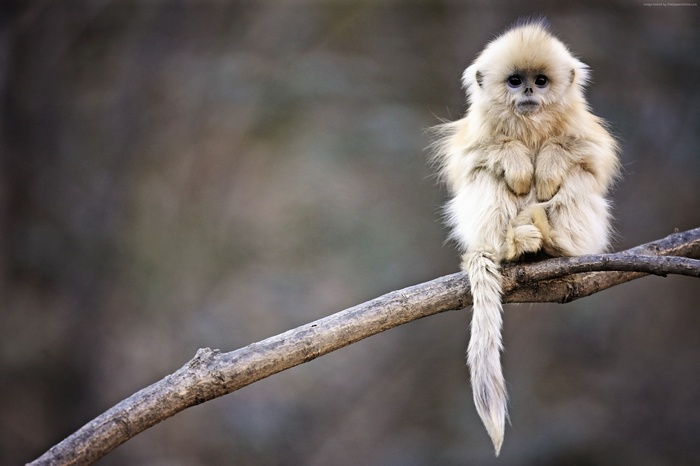 Golden Snub-nosed Monkey in Wolong National Nature Reserve, China