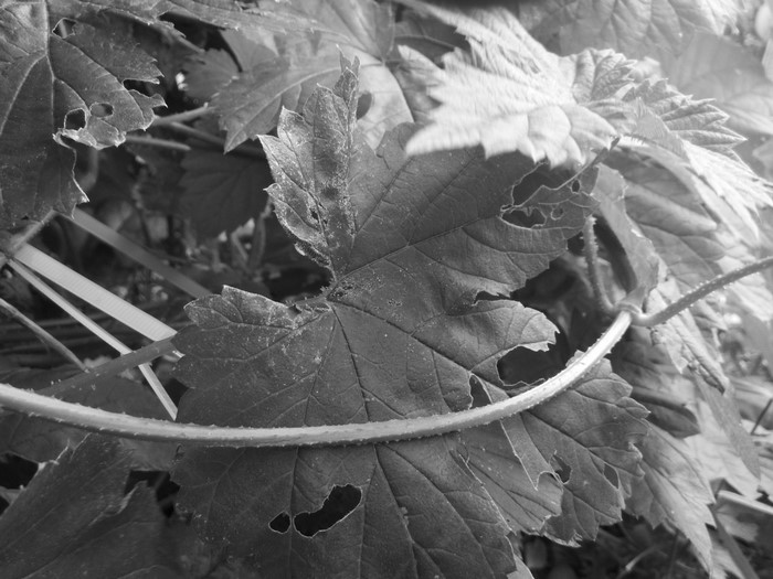 Monochrome close-up of damaged plant leaves and stem