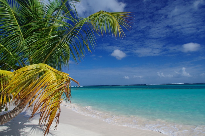 Flamenco Beach, Culebra, Puerto Rico with Palm Trees