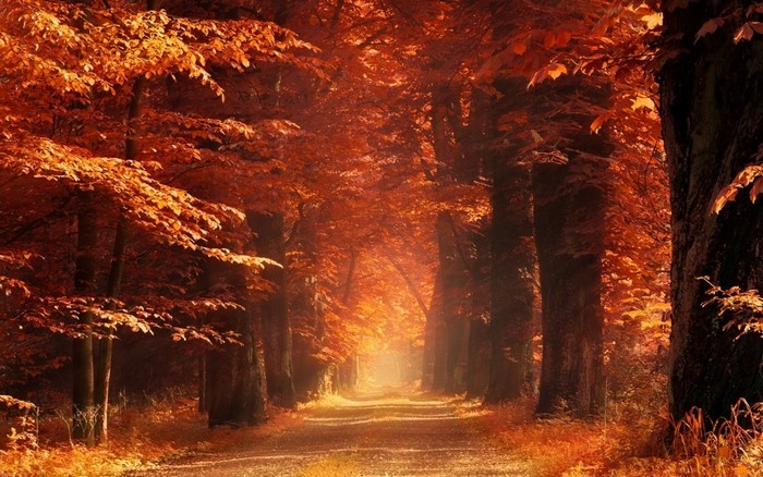 Autumn forest path with sunlight filtering through trees