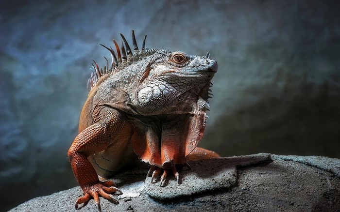 Close up of an orange iguana on a rock