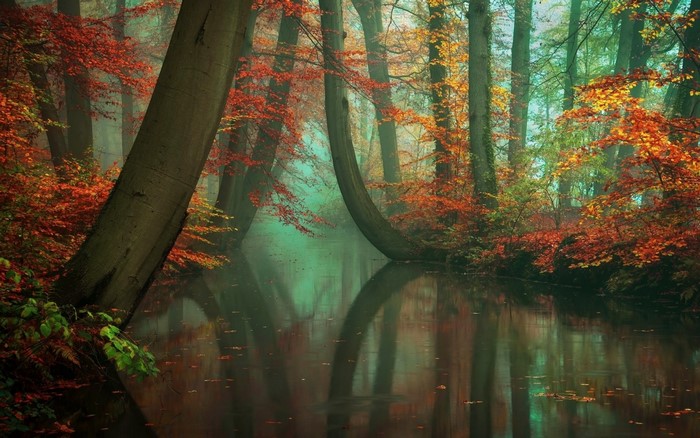 Autumn forest with a misty river and colorful leaves