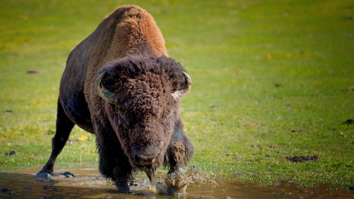 A bison walks through a muddy puddle in a grassy field