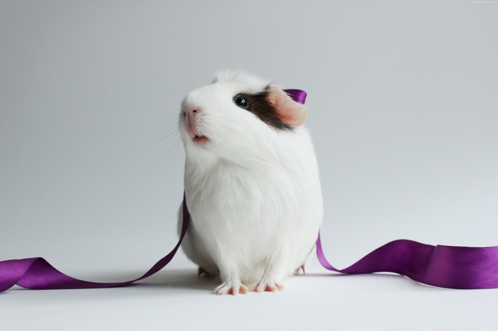 White Guinea Pig with Purple Ribbon