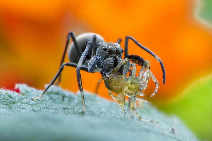 Spider eating another spider on a leaf