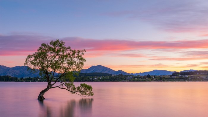 Lone tree in Lake Wanaka at sunset