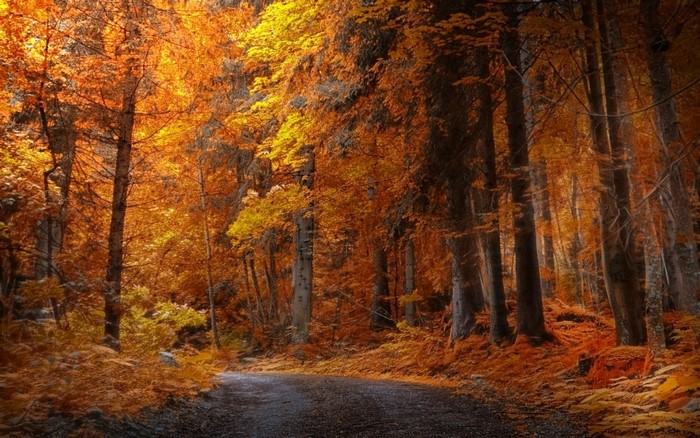 A winding road through an autumn forest with vibrant orange and yellow leaves.