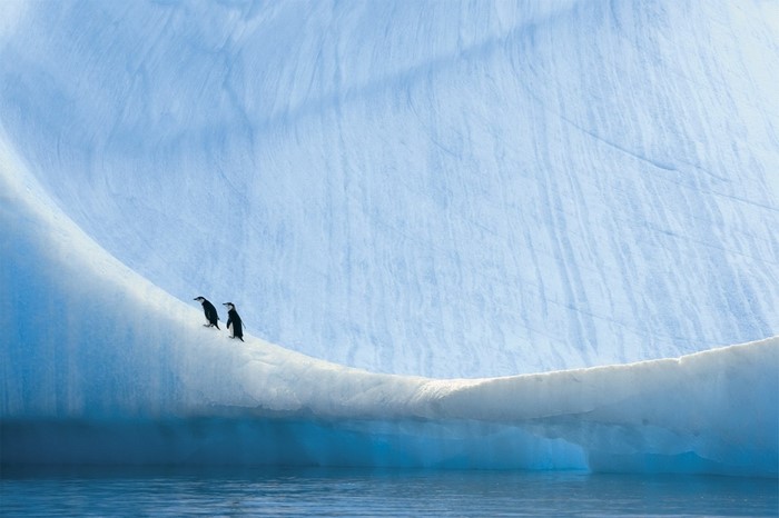 Two penguins on a curved iceberg in blue water