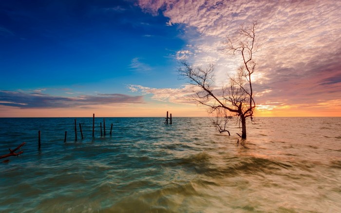 Bare tree in the sea at sunset