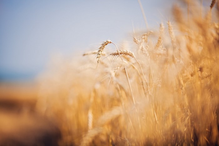 Close up of wheat field in sunlight