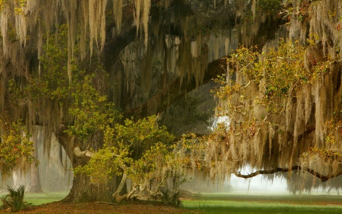 Ancient oak trees draped in Spanish moss in a misty landscape
