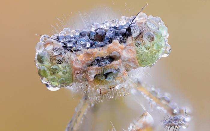 Macro shot of a dragonfly's head covered in dew drops