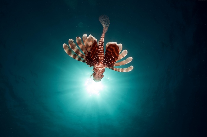 Lionfish swimming underwater with sun rays