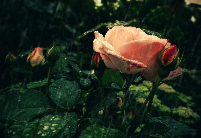 Pink rose and buds in the rain