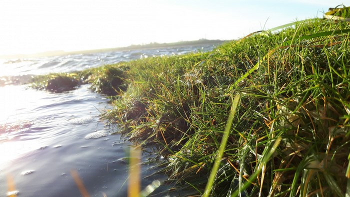 Grass growing on the edge of a body of water