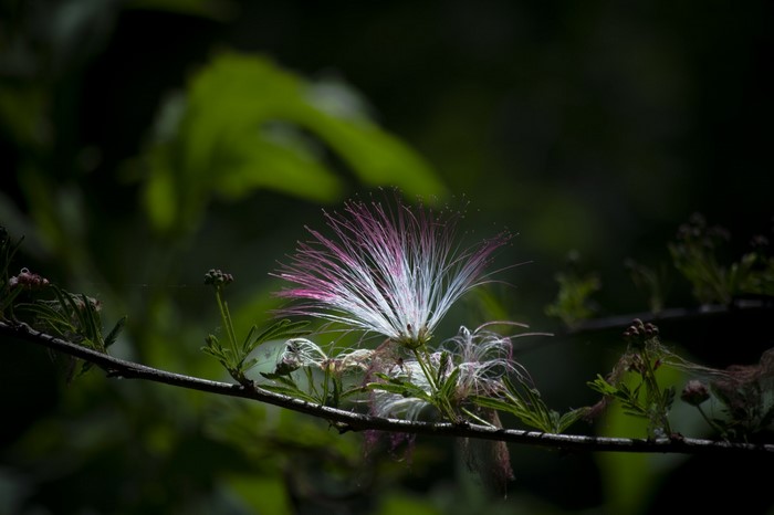 Close up of a delicate pink and white flower on a branch