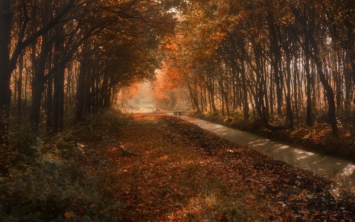 Autumn forest path with canal and bridge