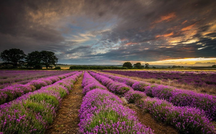Lavender field at sunset with dramatic clouds
