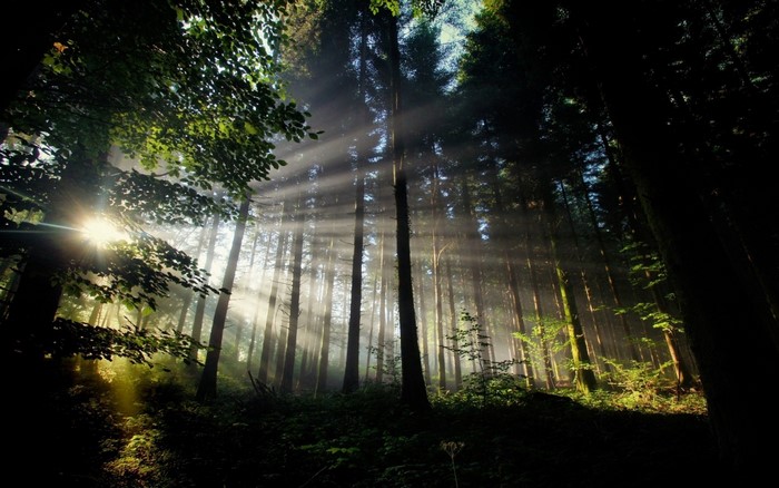 Sunlight filtering through trees in a dark forest