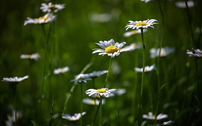Wild Oxeye Daisies in a Sunlit Meadow