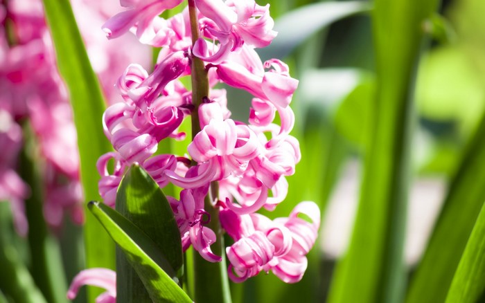 Close-up of pink hyacinth flowers with green leaves
