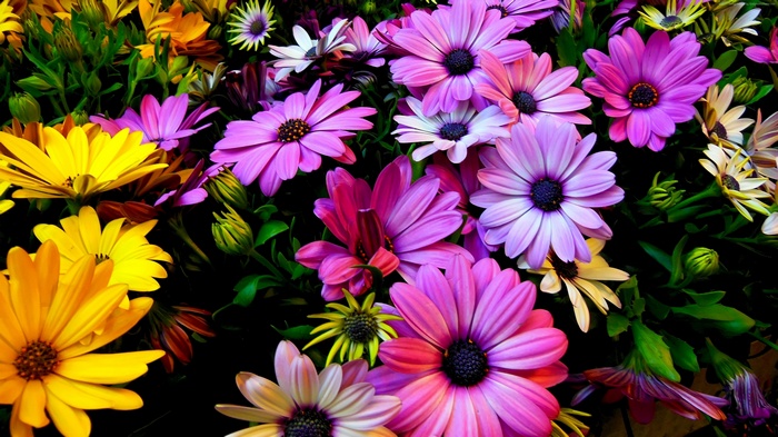Colorful Daisies in Bloom 4K